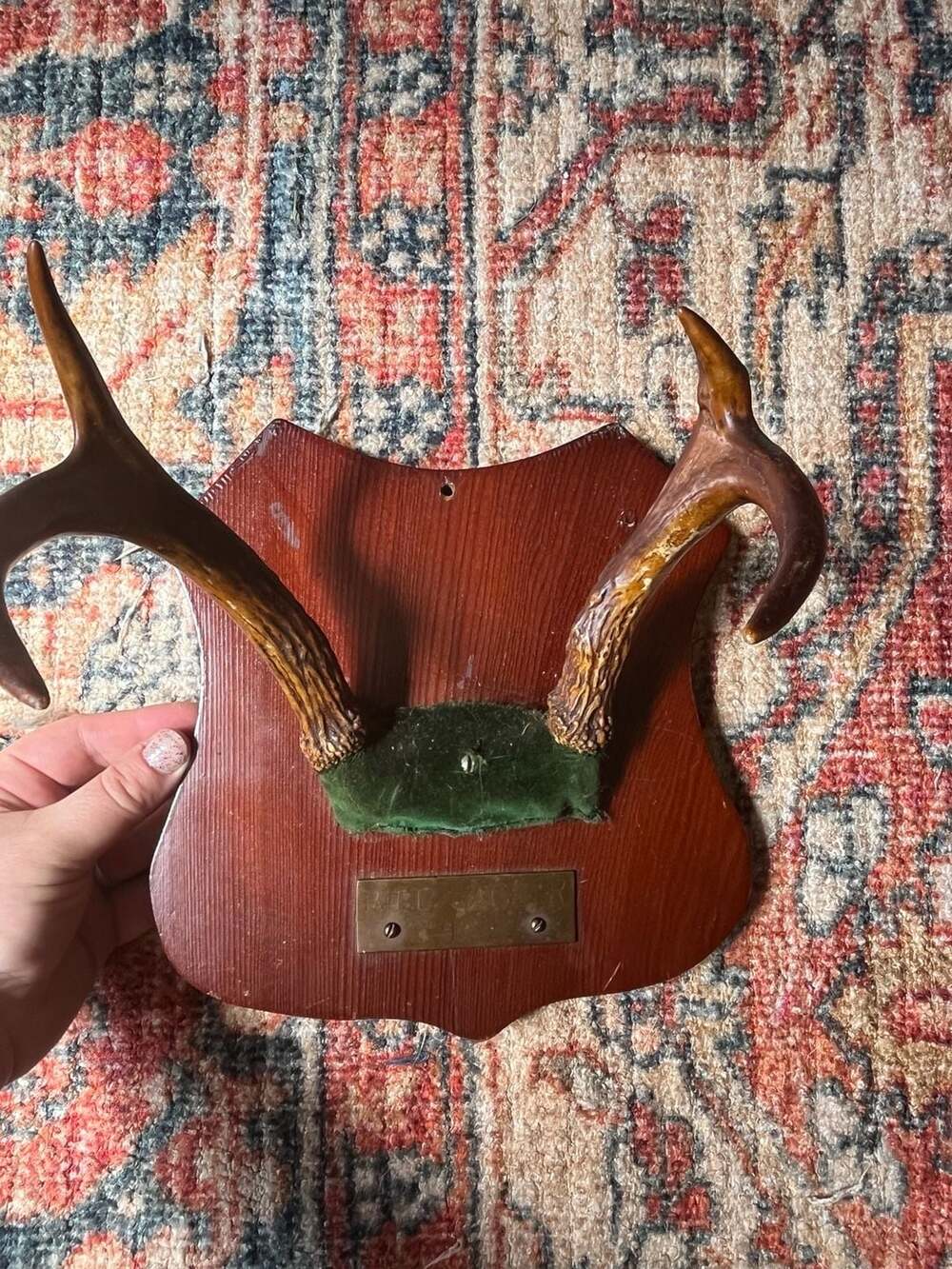 Vintage 1967 Deer Antler Taxidermy Wall Mount Plaque